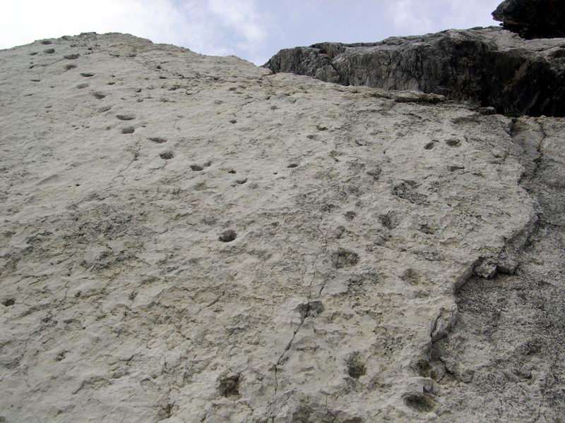 Jurassic Pelmetto